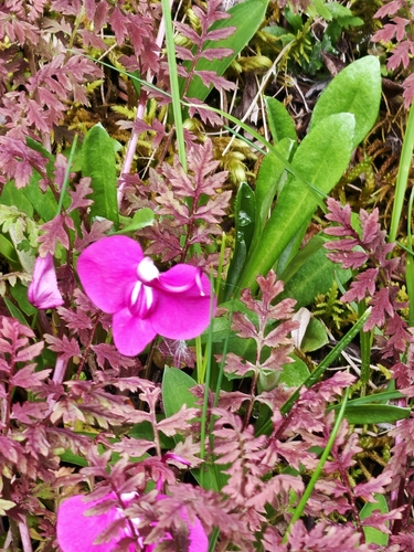 Pedicularis muscicola