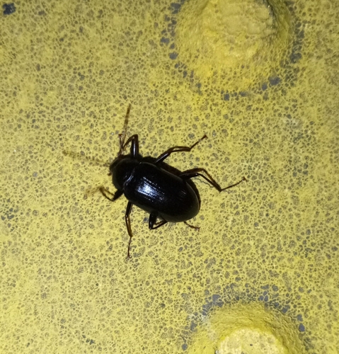 Plesiophthalmus spectabilis