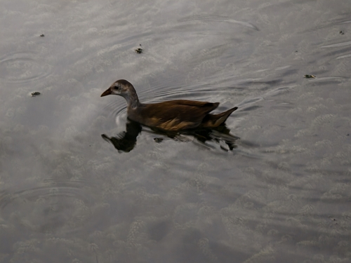 Common Moorhen