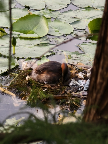 Little Grebe