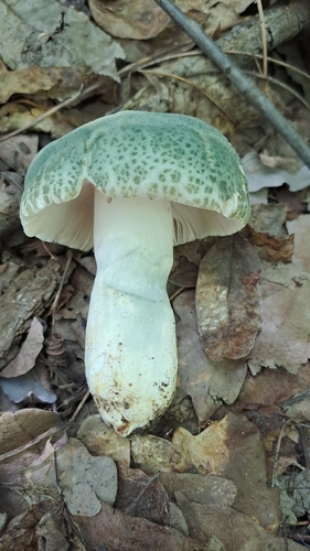 Green Russula