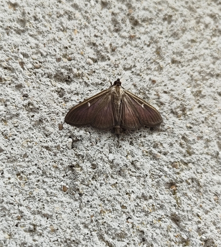 Box Tree Moth