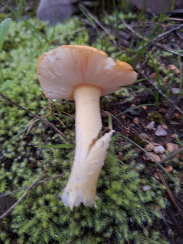 Vermilion Amanita