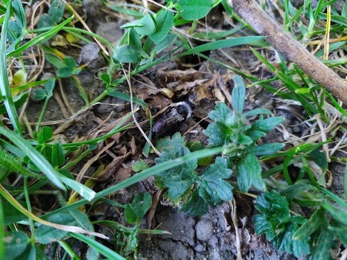 Ashy Mining Bee