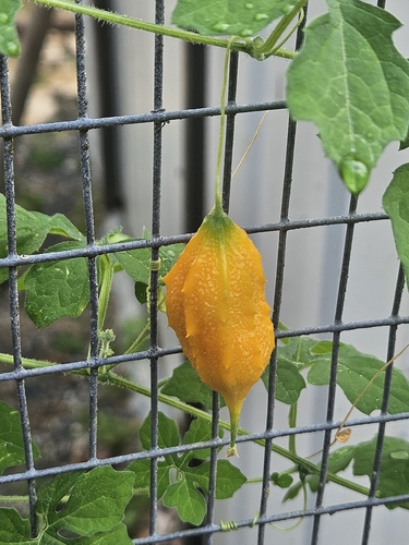 Momordica charantia charantia