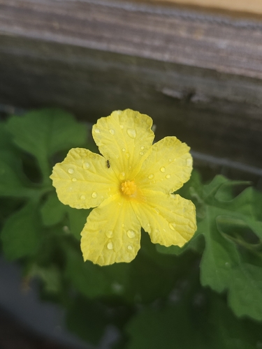 Momordica charantia charantia