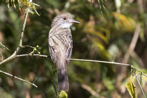 Short-crested Flycatcher