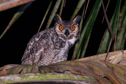 South American Great Horned Owl