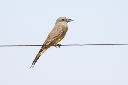 Tropical Kingbird