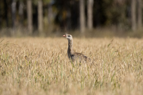 Red-legged Seriema