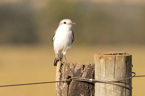 White-rumped Monjita