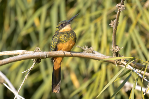 Rufous-tailed Jacamar