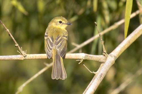 Yellow Tyrannulet