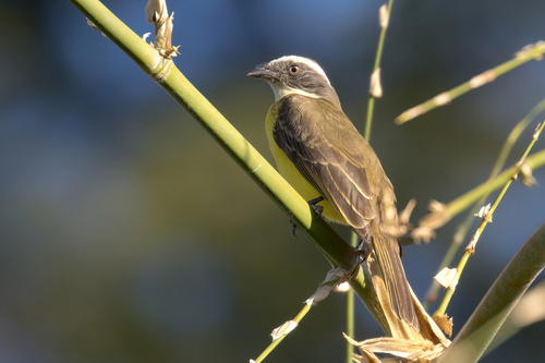 Social Flycatcher