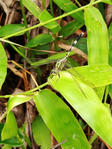 Slender Skimmer