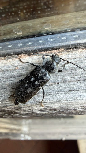 House Longhorn
