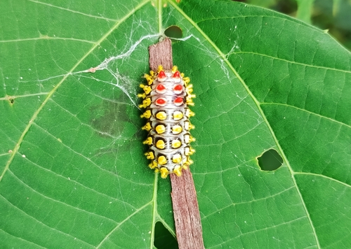 Drury's Jewel