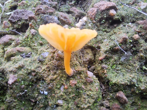 Yellow Navel