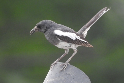Oriental Magpie-Robin