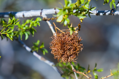 Large Creosote Gall Midge