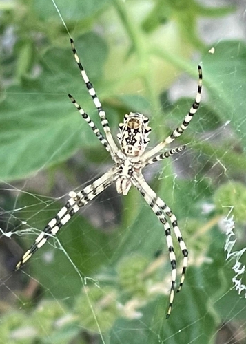 Lobed Argiope