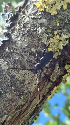 Ropalopus clavipes
