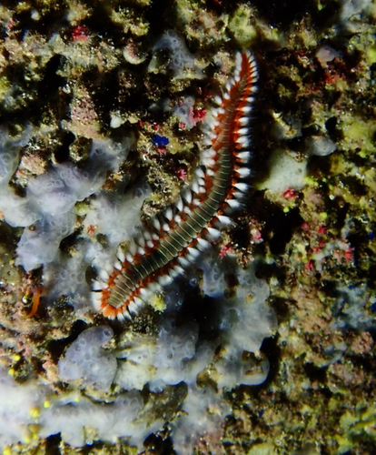 Bearded Fireworm