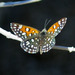 Mariposa Jaspeada Mexicana del Desierto - Photo (c) BJ Stacey, todos los derechos reservados