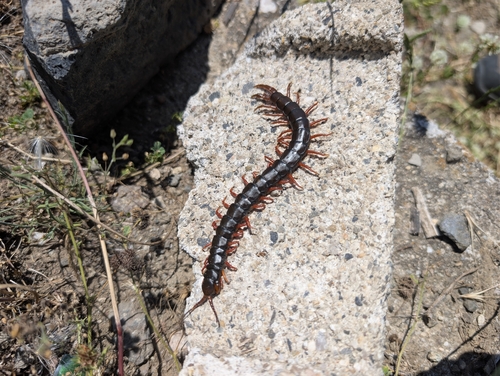 Mediterranean Banded Centipede