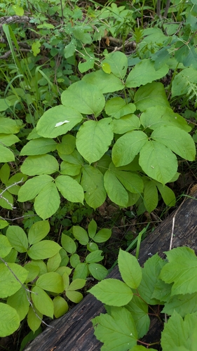wild sarsaparilla