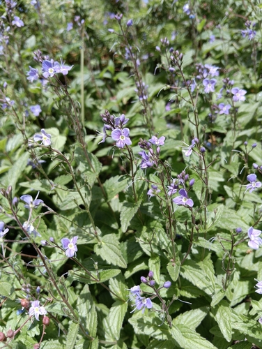 Spiked Pyrenean Speedwell