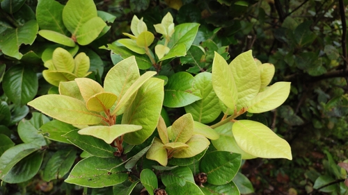 Azores Laurel