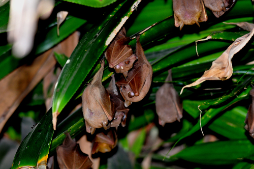 Peter's Dwarf Epauletted Fruit Bat