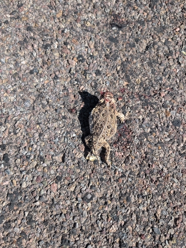 Texas Horned Lizard