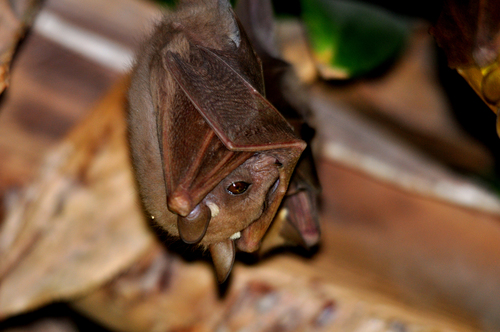 Peter's Dwarf Epauletted Fruit Bat