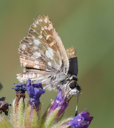 Orbed red-underwing skipper