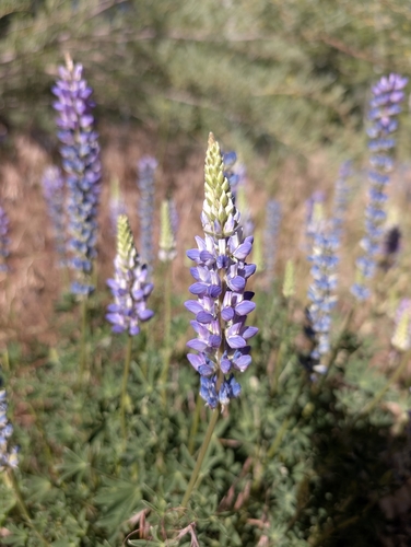 iNaturalist observation photo of lupines