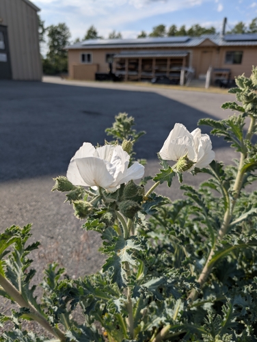 iNaturalist observation photo of Mojave Prickly Poppy