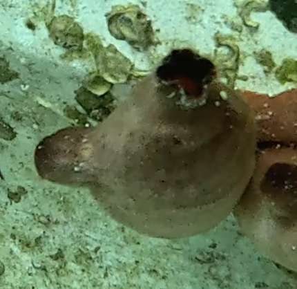 red sea squirt