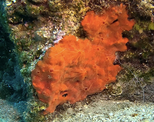 Oyster Sponge