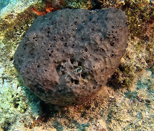 black leather sponge