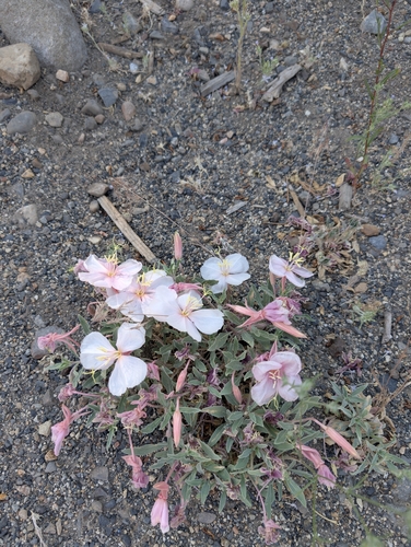 iNaturalist observation photo of evening primroses, sundrops, and beeblossoms