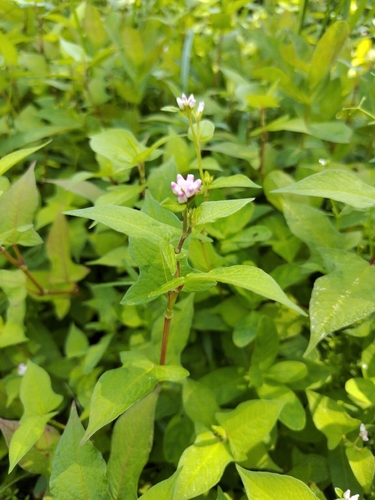Thunberg’s smartweed