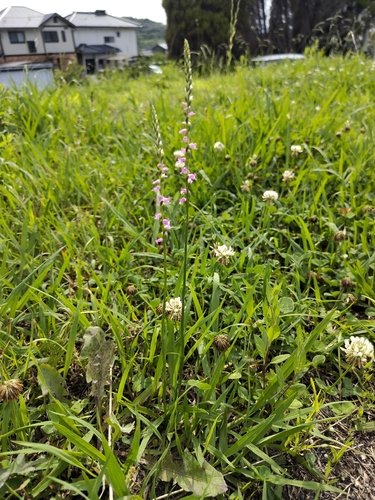 austral ladies'-tresses