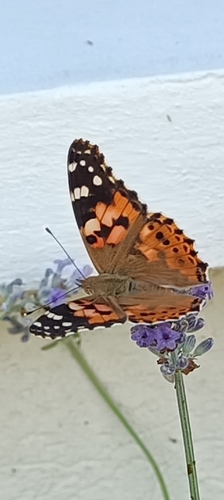 Painted Lady