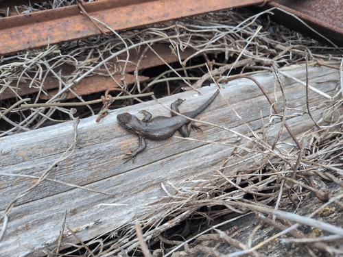 iNaturalist observation photo of Spiny Lizards