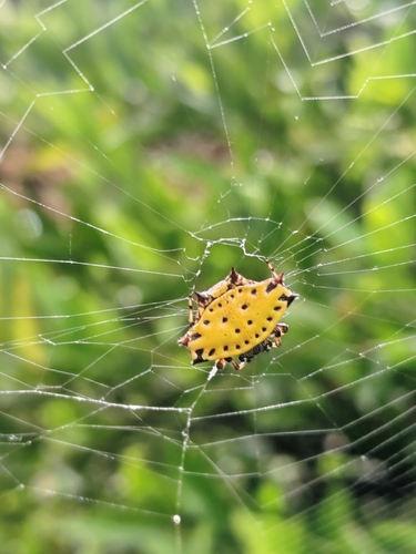 Spinybacked Orbweaver