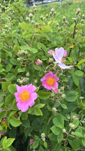 iNaturalist observation photo of climbing prairie rose