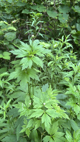 iNaturalist observation photo of tall thimbleweed