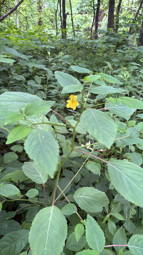 iNaturalist observation photo of pale jewelweed